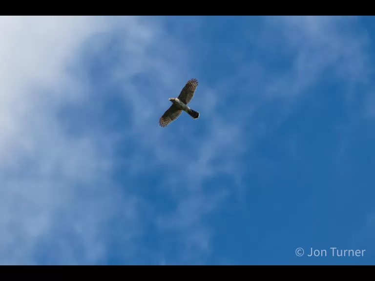 A red-tailed hawk in Bolton, photographed by Jon Turner.