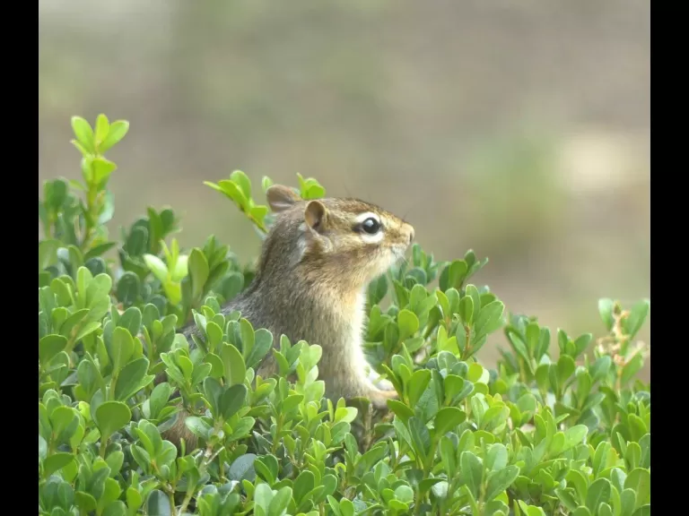 An eastern chipmunk in Lincoln, photographed by Harold McAleer.
