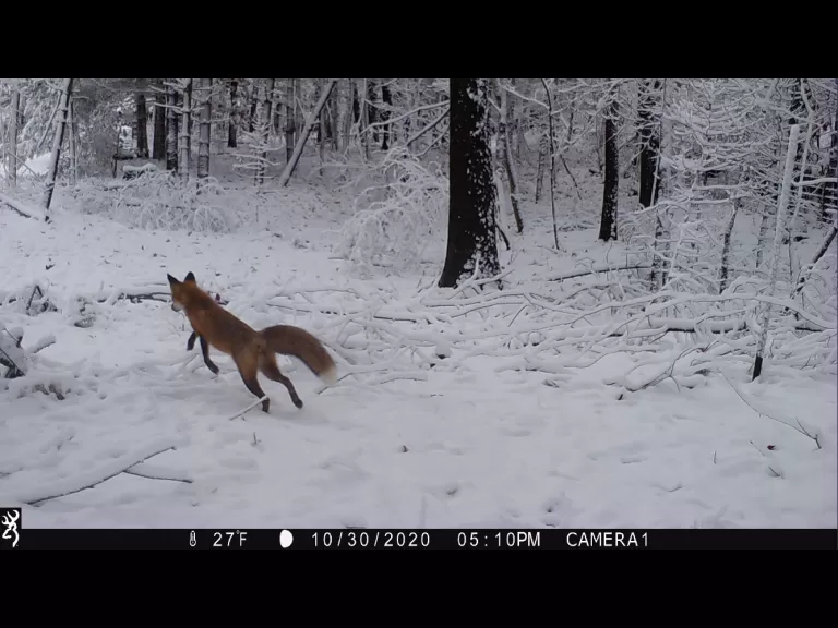 A red fox in Stow, photographed with an automatically triggered wildlife camera by Steve Cumming.