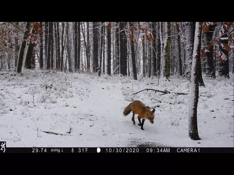 A red fox in Stow, photographed with an automatically triggered wildlife camera by Steve Cumming.