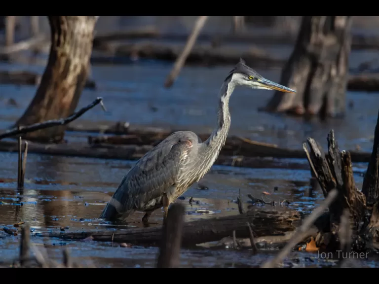 A great blue heron in Bolton, photographed by Jon Turner.