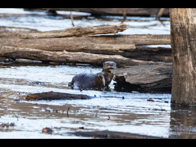 A great blue heron in Bolton, photographed by Jon Turner.