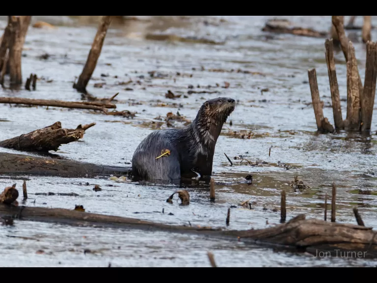 A great blue heron in Bolton, photographed by Jon Turner.