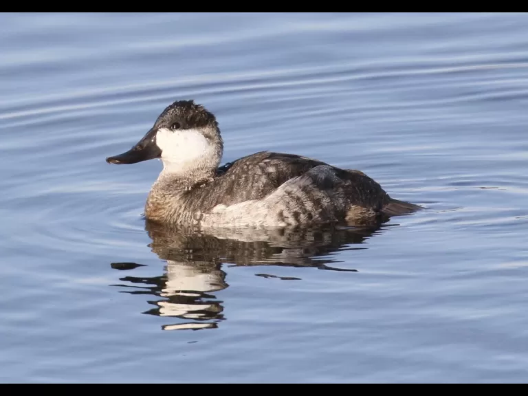A ruddy duck at Foss Reservoir in Framingham, photographed by Steve Forman.