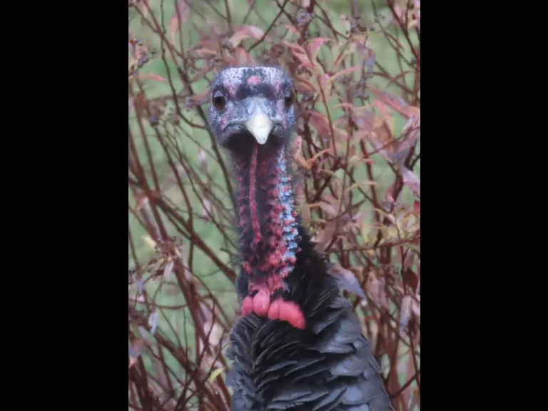 A turkey in Framingham, photographed by Steve Forman.