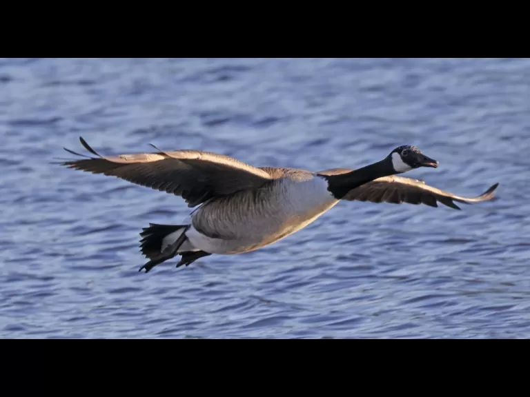 A Canada goose at Hager Pond in Marlborough, photographed by Steve Forman.