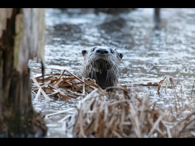 A river otter in Bolton, photographed by Jon Turner.