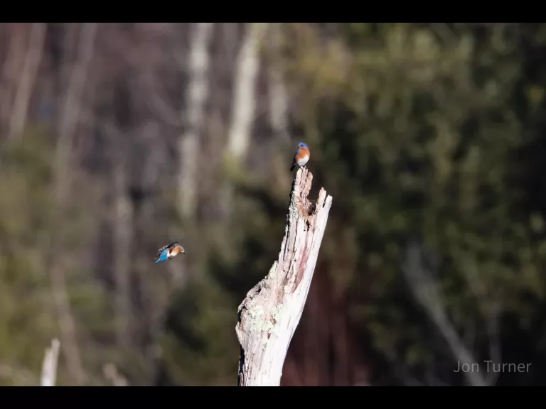 Eastern bluebirds in Bolton, photographed by Jon Turner.