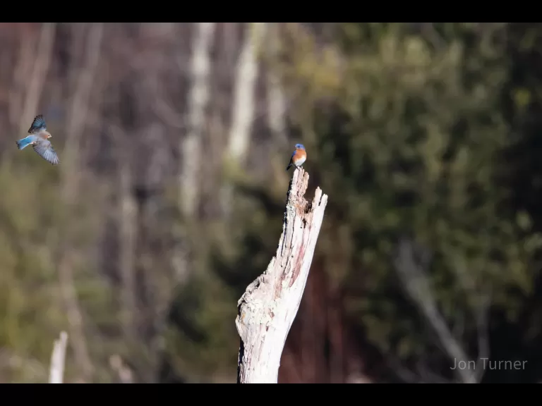 Eastern bluebirds in Bolton, photographed by Jon Turner.