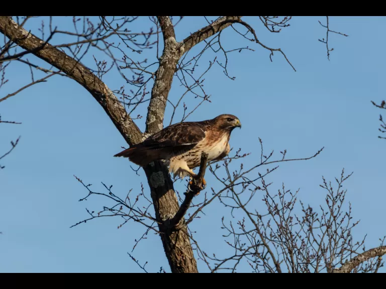 Eastern bluebirds in Bolton, photographed by Jon Turner.