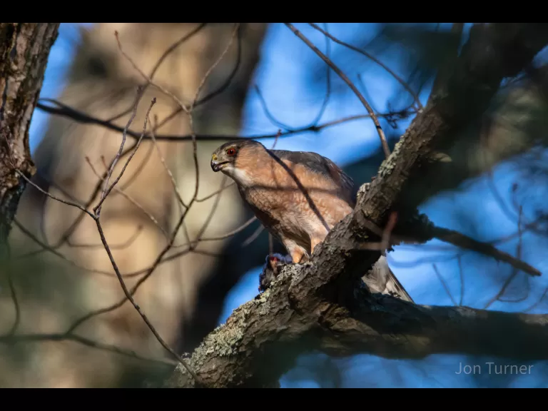 A Cooper's hawk in Bolton, photographed by Jon Turner.
