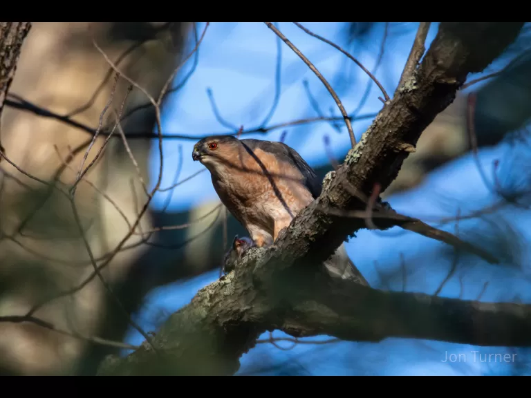 A Cooper's hawk in Bolton, photographed by Jon Turner.