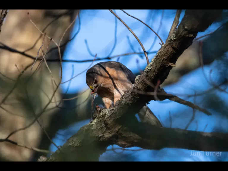 A Cooper's hawk in Bolton, photographed by Jon Turner.