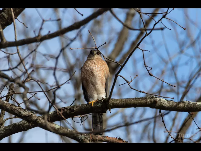 A Cooper's hawk in Bolton, photographed by Jon Turner.