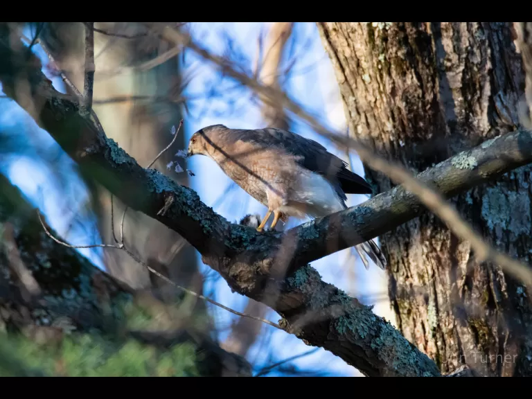 A Cooper's hawk in Bolton, photographed by Jon Turner.