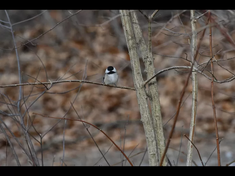 A black-capped chickadee in Maynard, photographed by Gail Sartori.