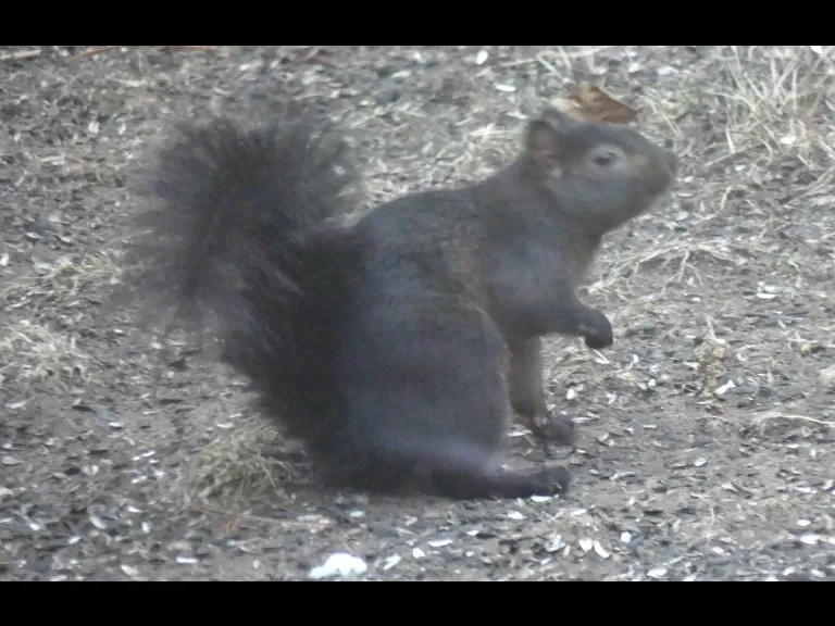 A black variation of a gray squirrel in Lincoln, photographed by Harold McAleer.