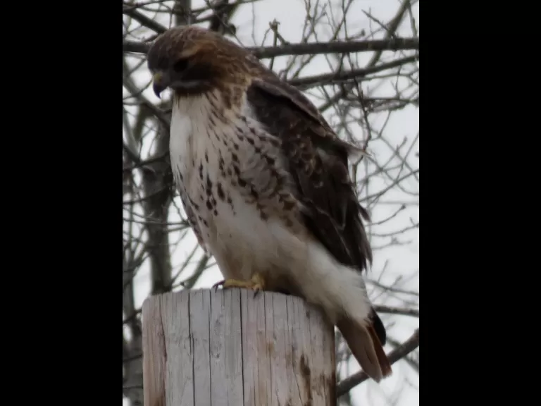A red-tailed hawk in Stow, photographed by Sharon Tentarelli.