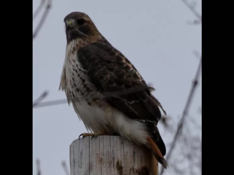 A red-tailed hawk in Stow, photographed by Sharon Tentarelli.