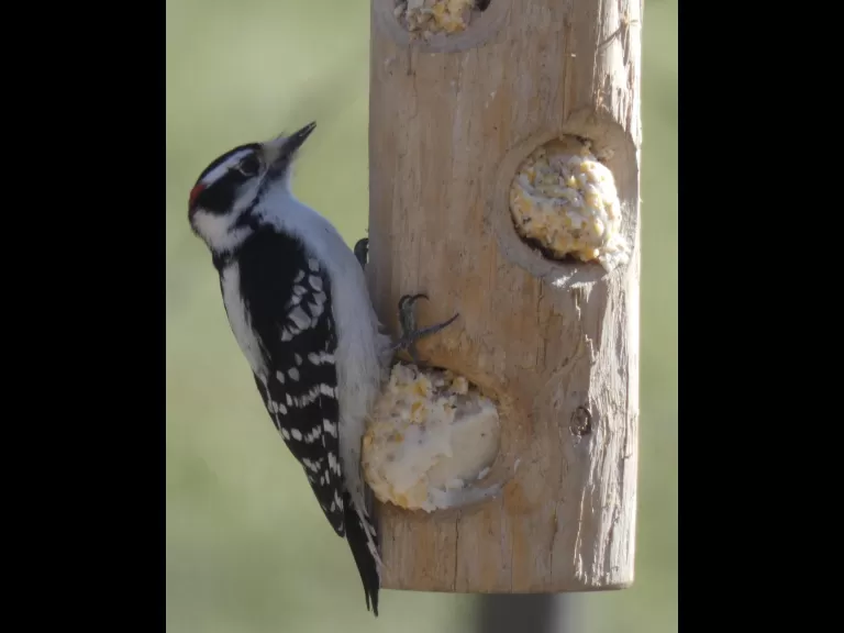 A downy woodpecker in Sudbury, photographed by Sharon Tentarelli.
