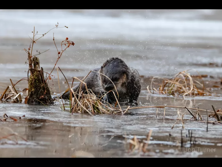 A river otter in Bolton, photographed by Jon Turner.