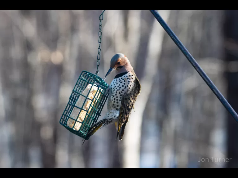 A northern flicker in Bolton, photographed by Jon Turner.
