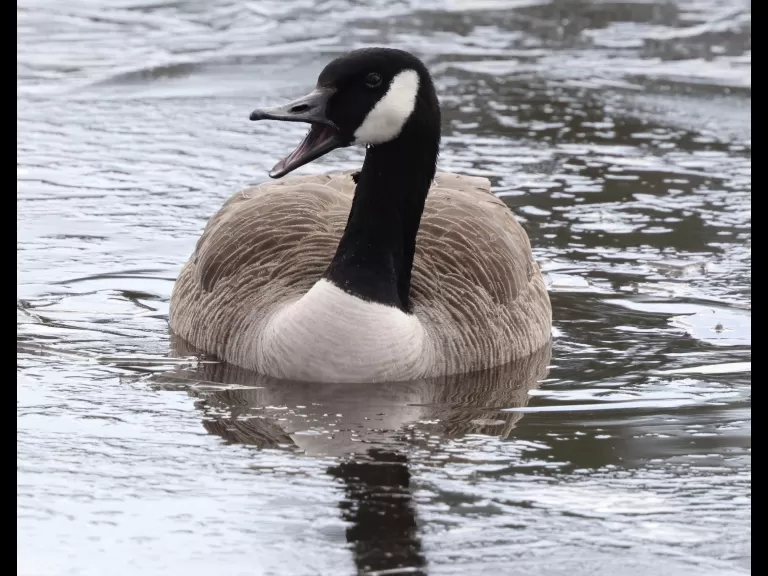 A Canada goose at Hager Pond in Marlborough, photographed by Steve Forman.