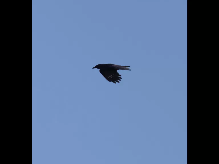 An American crow at Farm Pond in Framingham, photographed by Steve Forman.