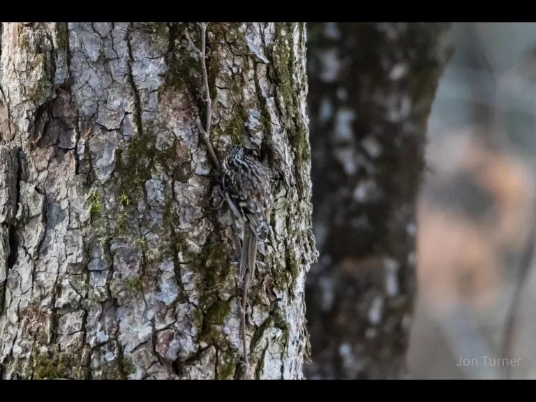 A brown creeper at Assabet River National Wildlife Refuge in Stow, photographed by Jon Turner.