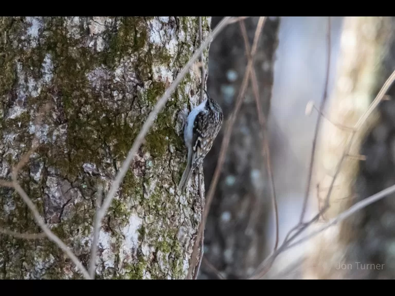 A brown creeper at Assabet River National Wildlife Refuge in Stow, photographed by Jon Turner.