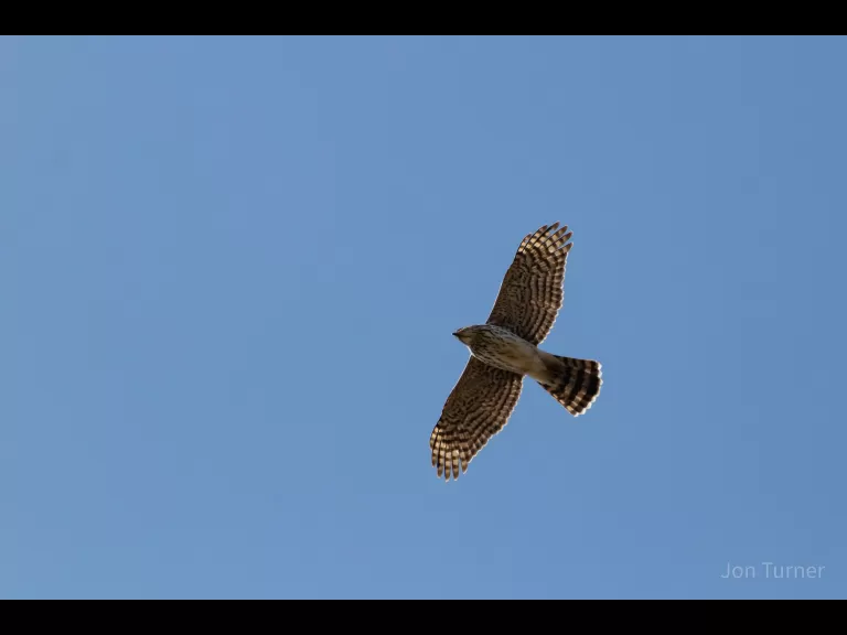 A Cooper's hawk in Bolton, photographed by Jon Turner.