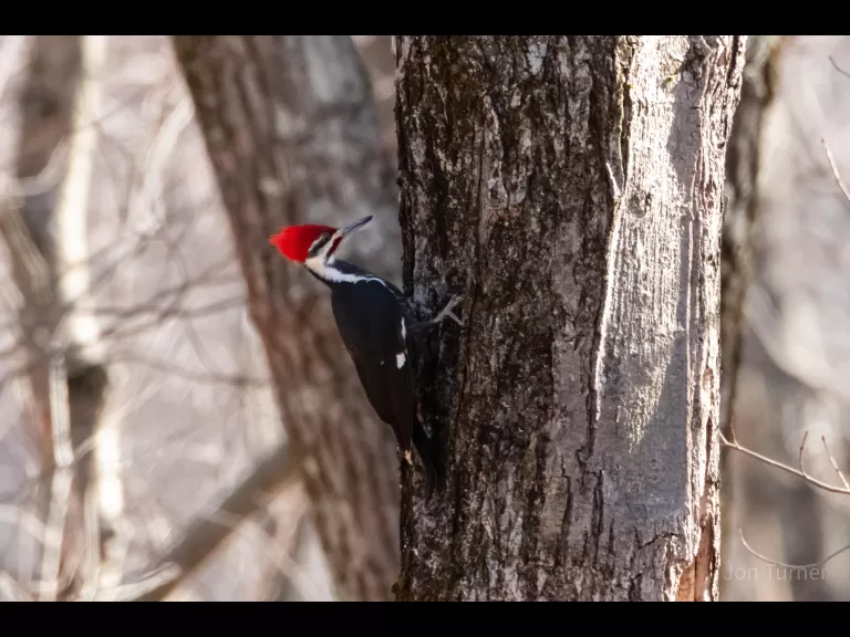 An eastern bluebird in Bolton, photographed by Jon Turner.