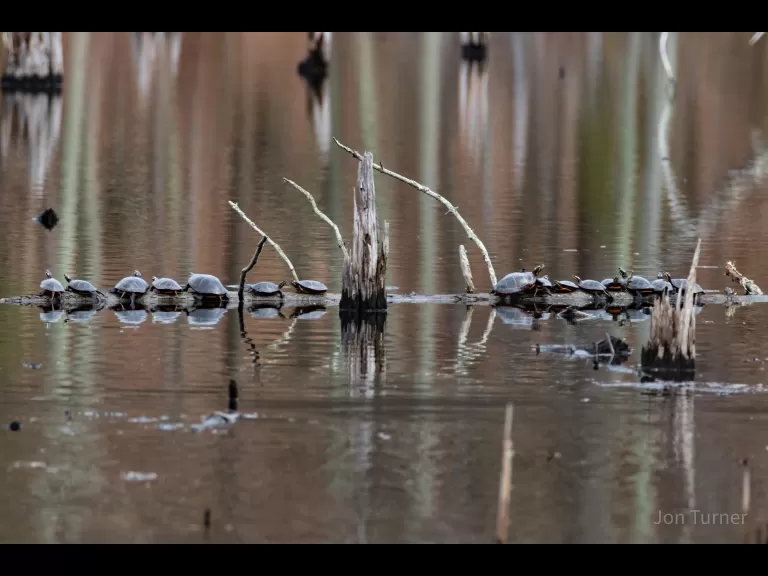 An eastern bluebird in Bolton, photographed by Jon Turner.