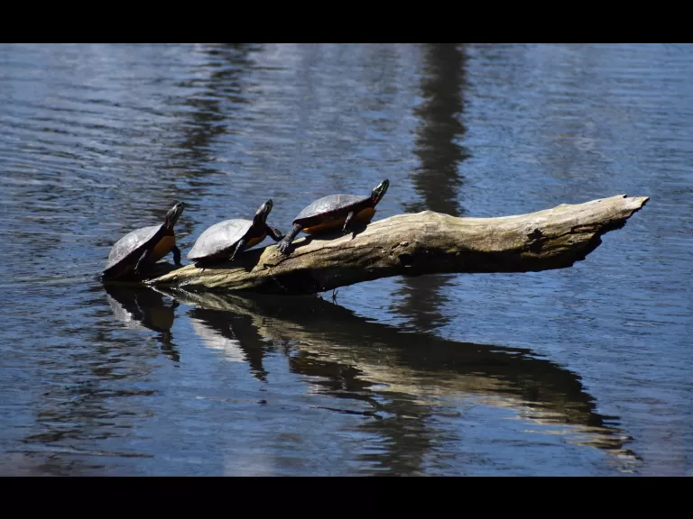Painted turtles in Northborough, photographed by Cynthia Burns.
