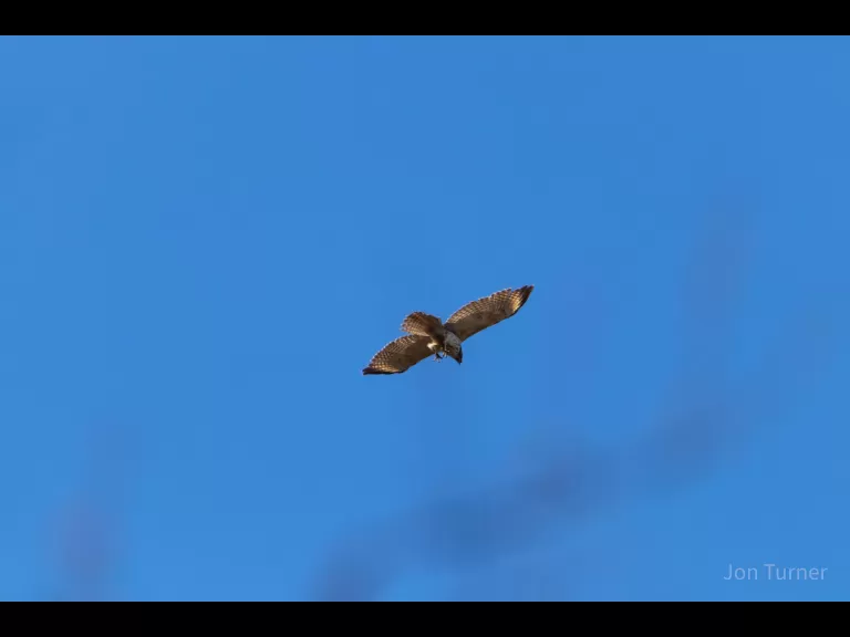 An eastern bluebird in Bolton, photographed by Jon Turner.