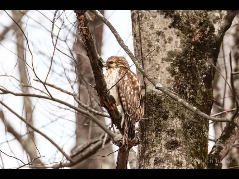 A red-shouldered hawk in Bolton, photographed by Jon Turner.