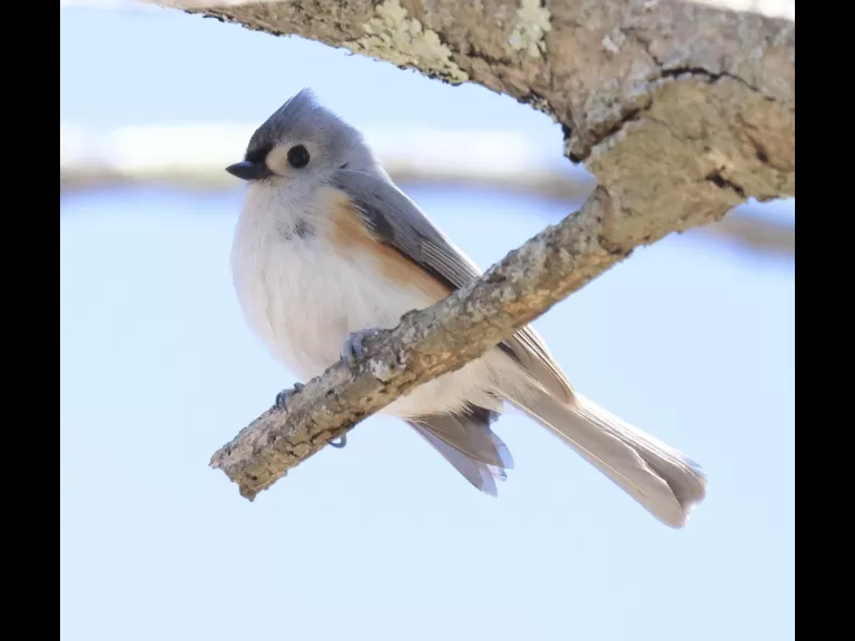 A tufted titmouse at Breakneck Hill Conservation Land in Southborough, photographed by Steve Forman.