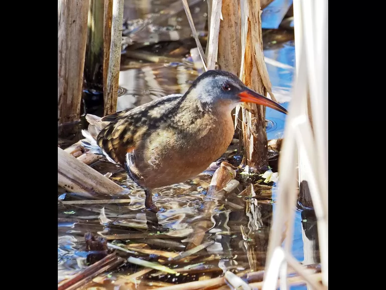 A Virginia rail in Concord, photographed by Joan Chasan.