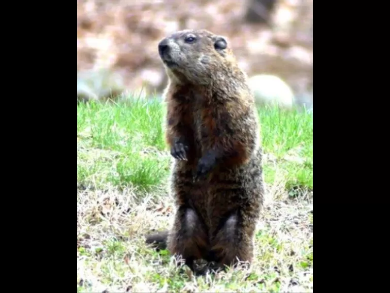 A woodchuck in Lincoln, photographed by Harold McAleer.