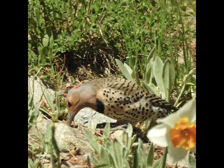 A northern flicker in Natick, photographed by Chuck Hill.