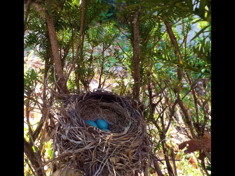 An American robin nest in Harvard, photographed by Robin Right.