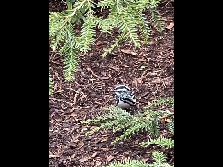 A black-and-white warbler in Westborough, photographed by Tristan Magnay.