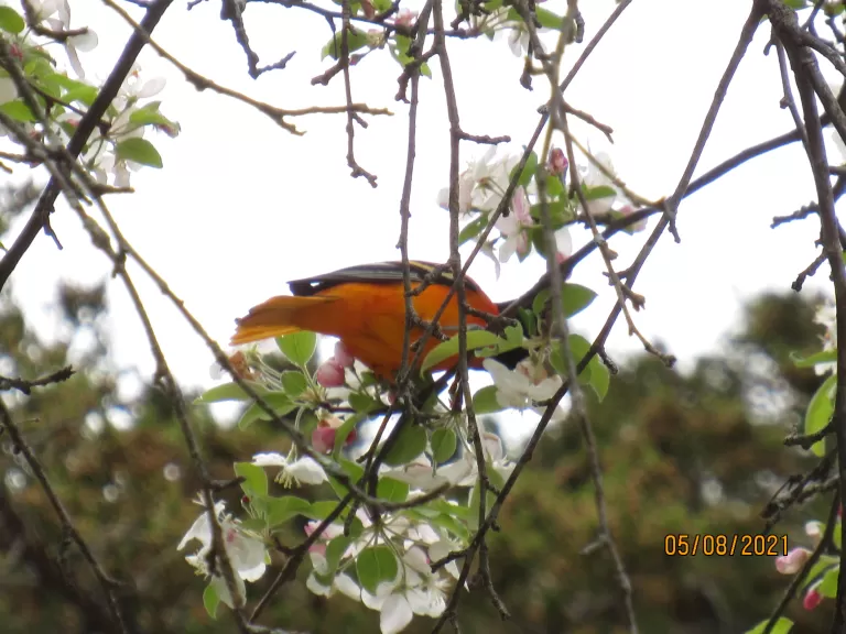A yellow-rumped warbler in Stow.