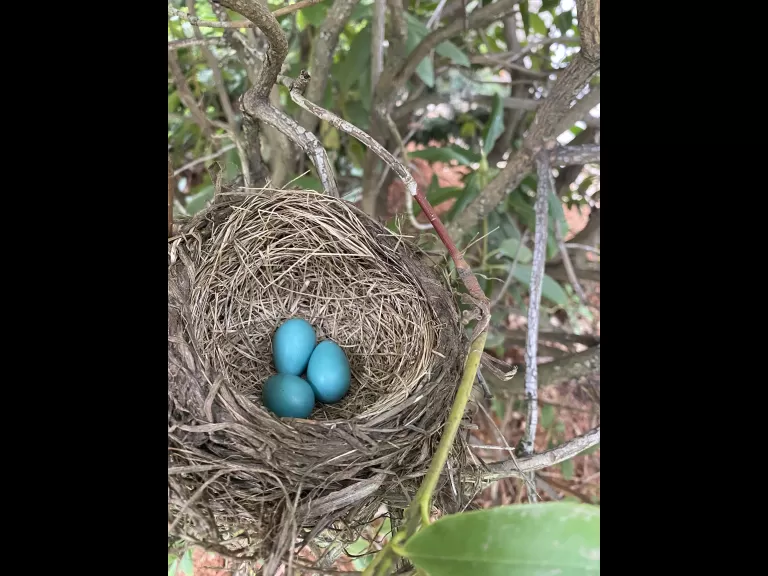 American robin eggs in a nest in Marlborough, photographed May 9th, 2021 by Karin Paquin.