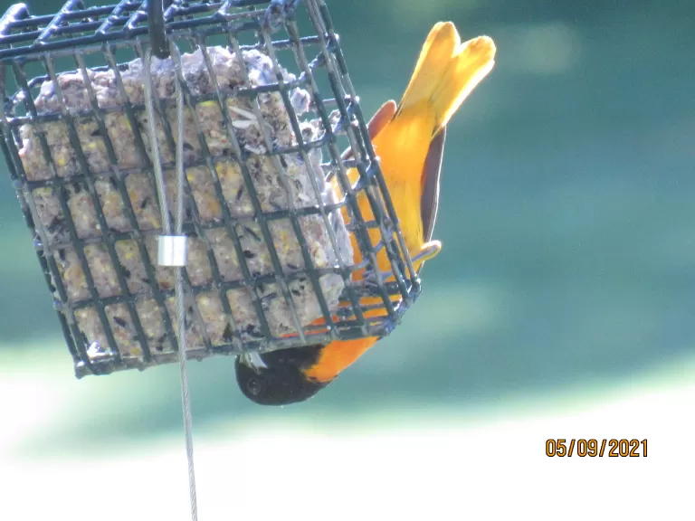 A yellow-rumped warbler in Stow.