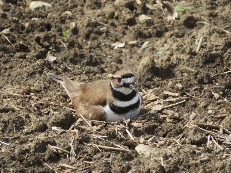 A killdeer in Concord, photographed by Rachel Stein.