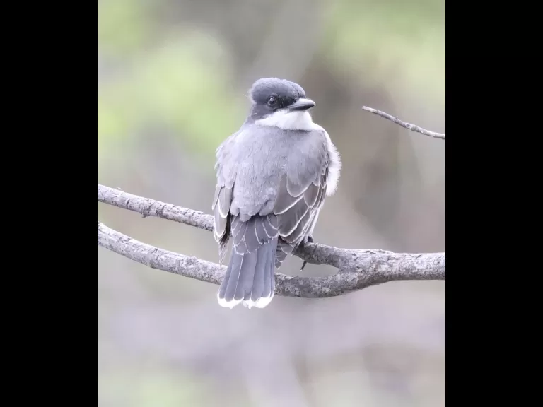 An eastern kingbird at Hager Pond in Marlborough, photographed by Steve Forman.