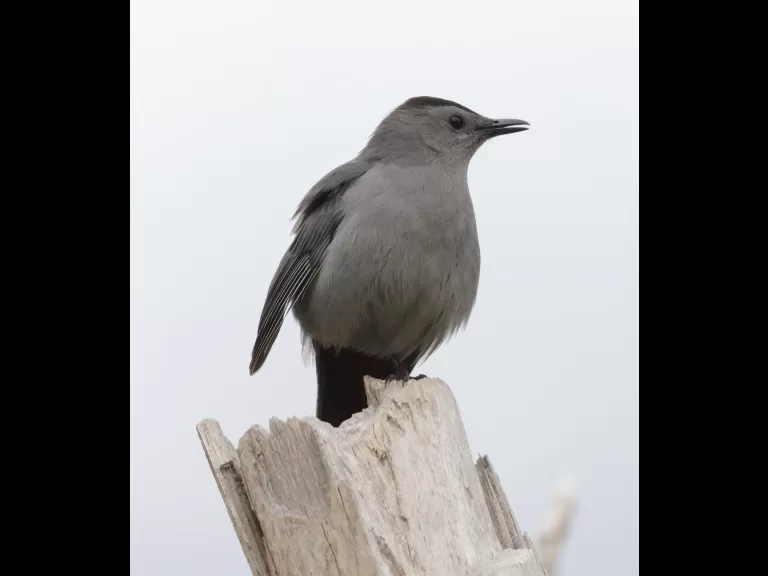 A gray catbird at Breakneck Hill Conservation Land in Southborough, photographed by Steve Forman.