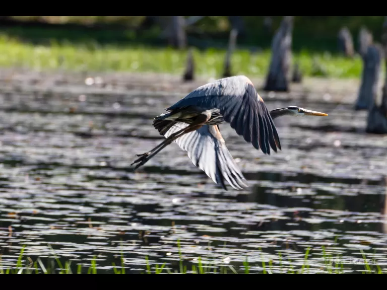 A red-tailed hawk in Bolton, photographed by Jon Turner.