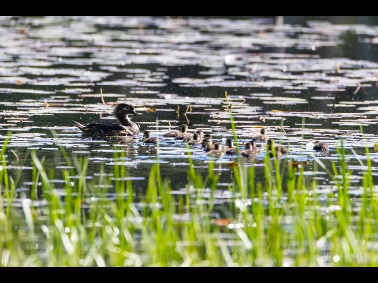 A red-tailed hawk in Bolton, photographed by Jon Turner.